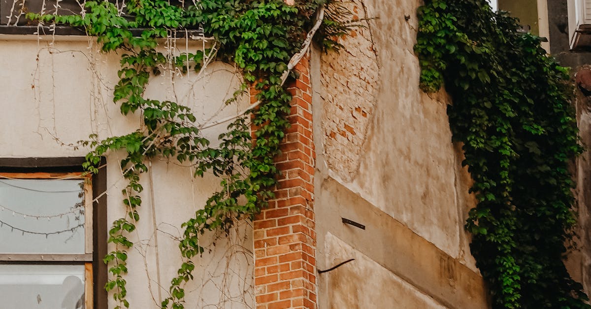 Inspirations for Stunning Watercolour Tattoo Designs