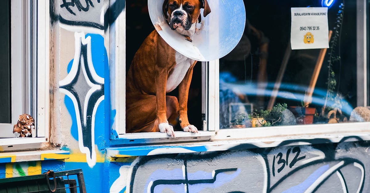 The Role of Hygiene in Preventing Tattoo Infections